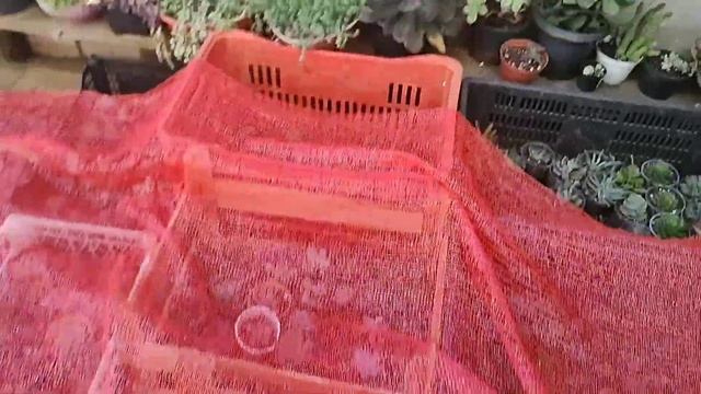 13 Suculentas Da Coleção Cultivadas Ao Tempo De Fácil Cultivo #plantas #dicasdecultivo #suculentas