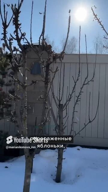 Пересадка взрослых древесных. смотреть онлайн