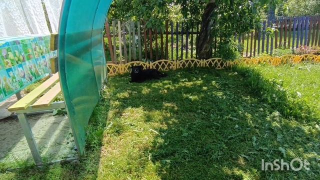 Дачный салат, перцы и томаты, а также цветы,26.05.24 смотреть онлайн