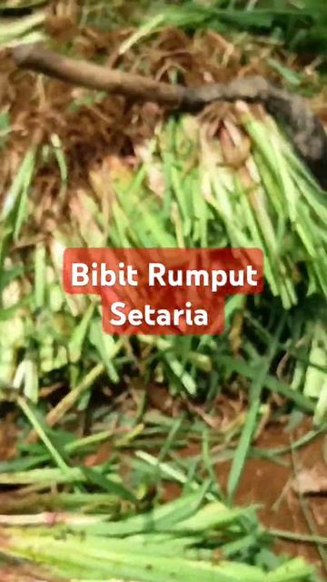 Bibit Rumput Setaria dari akar siap kirim #setaria #rumput #bibit смотреть онлайн