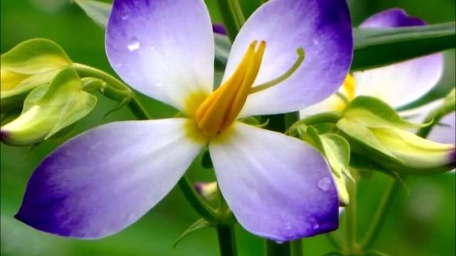 Fleur Exacum JLB смотреть онлайн