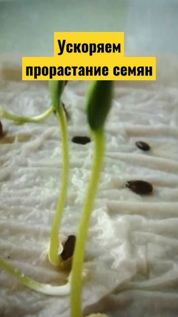 #огород #дача #сад Чтобы семена проросли быстрее смотреть онлайн