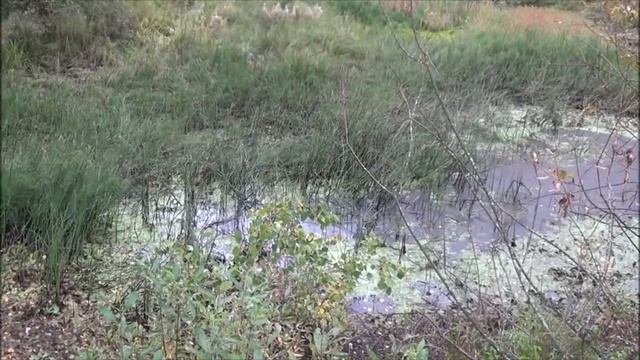 д.Хмелина, Кривополянский с_с смотреть онлайн