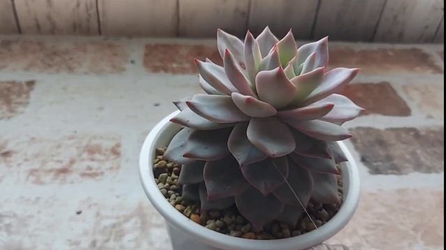 不細工なエケベリア可愛くする為に「胴切り」/増えすぎ注意❕　/仕立て直し/チョンパ/葉挿し/増やす/レッドベルベット/ブルーバード　＃Succlent　＃多肉植物　＃Echeveria смотреть онлайн