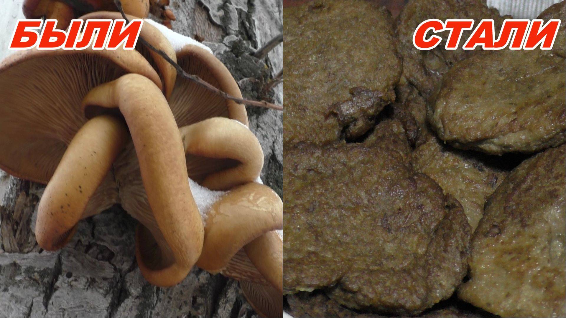 Грибы были Грибы стали! Вот что я приготовил из зимних грибов! смотреть онлайн