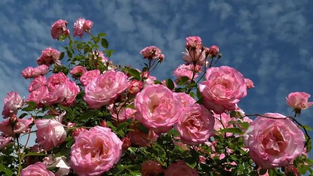 Eğirdir, Hotel, Fulya Pension (lake side accommodation) / recommendation from our guest. смотреть онлайн