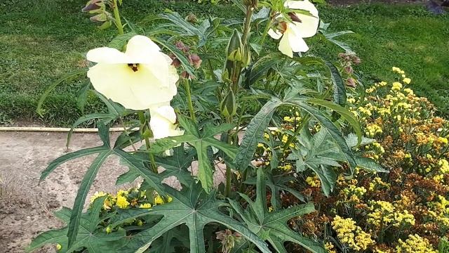 Abelmoschus manihot - grow, care, harvest & eat (Aibika) смотреть онлайн