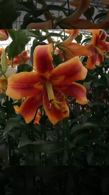 Lilia Drzewiasta OT Lilium 'Debby' 🌳 Zobacz jak wygląda 🌱 - CEBULE które KWITNĄ - смотреть онлайн