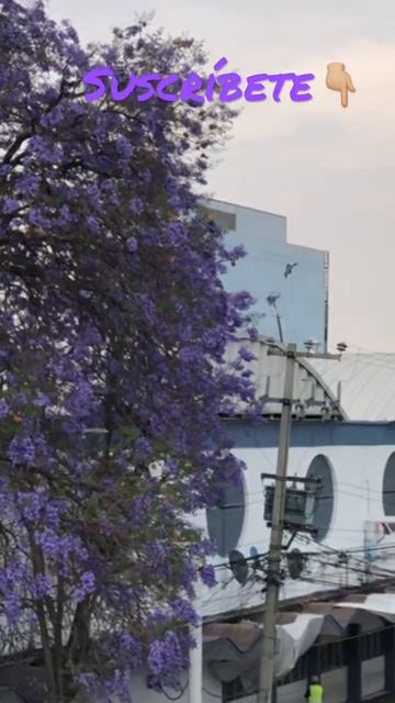 Primavera en Ciudad de México 🇲🇽 Las Jacarandas visten de morado la Ciudad 😍😍 смотреть онлайн