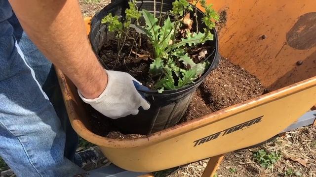 Transplanting and Potting Siberian Pea Shrub смотреть онлайн