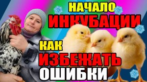 Начало инкубации. Как ИЗБЕЖАТЬ ошибки.