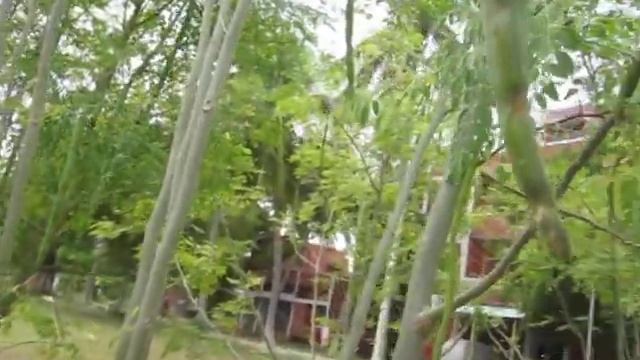18 moringa fruit fly management смотреть онлайн