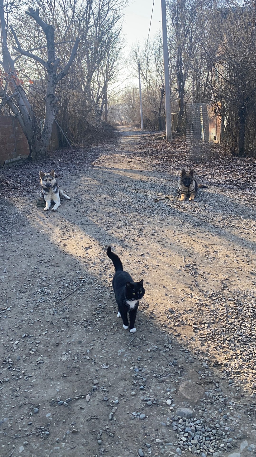 Железная выдержка двух собак смотреть онлайн