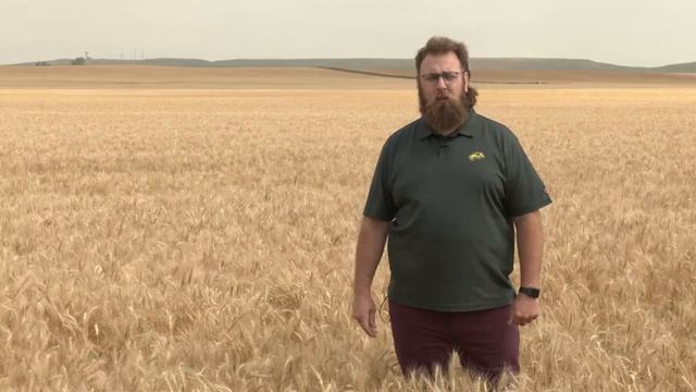 DREC Ryan Buetow: Wheat Ergot смотреть онлайн