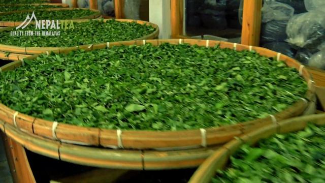 Nepal Tea Official Documentary (Nepali)