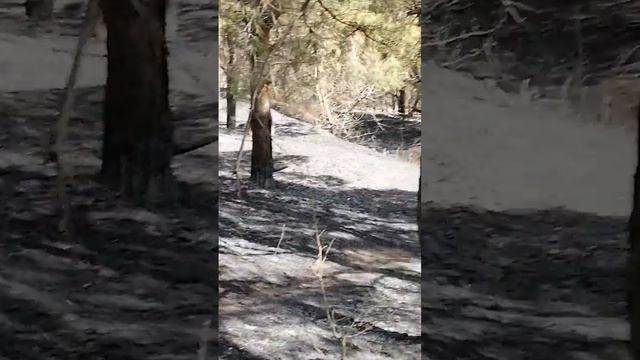 Лес горит#прогулки смотреть онлайн