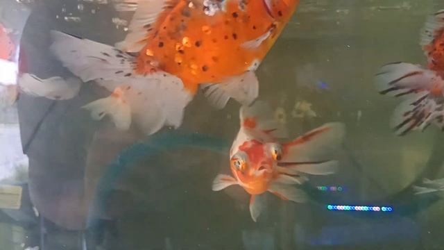 Koki Tekim / Mata besar смотреть онлайн