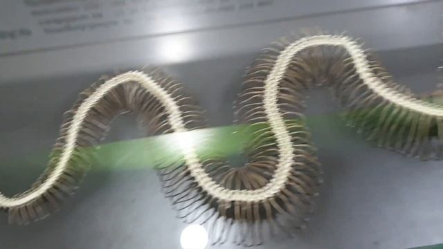 Snake Farm, Tarantula Farm, Butterfly Farm and Orchid Farm at Thai Park, Chiang Mai, Thailand смотреть онлайн