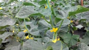 Пойдём покушаем огурец Тибурон.Сравним испанцев с Лютояром.