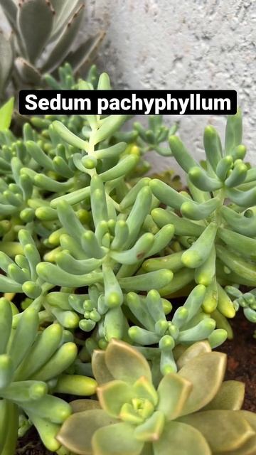 Sedum pachyphyllum: Curiosidades | Terrários & Suculentas смотреть онлайн