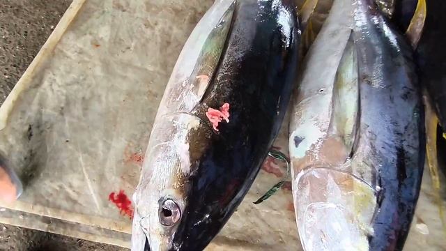 Matapos ang Bagyo Tumaas ang presyo ng Tuna | Dinahican infanta Quezon смотреть онлайн
