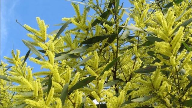 Acacia longifolia - Mimosa à longue feuille - Mimosa chenille : Plante méditeranéenne смотреть онлайн
