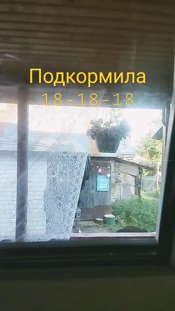 Формирую петунию для пышного куста #цветы #петуния #plant #дача #flower #gardening #огород #garden смотреть онлайн