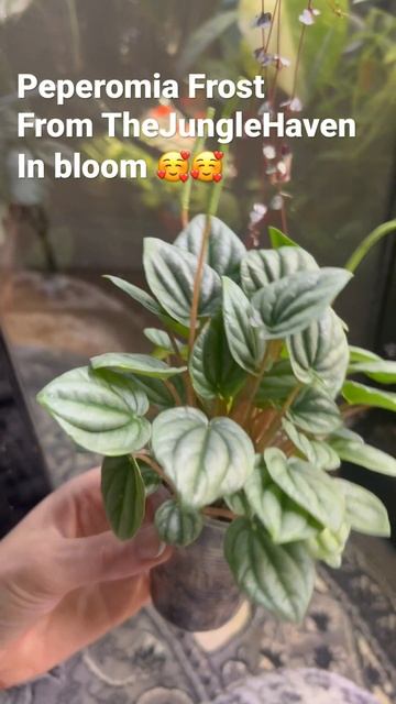 The little horny weirdo 😂🥰 #peperomia #blooming The Jungle Haven смотреть онлайн