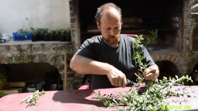 Superfood Goji - Anbauen & Vermehren смотреть онлайн