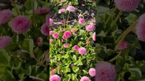 Цветение маргариток.