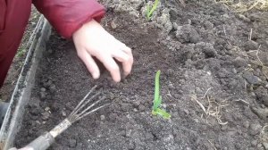 21 апреля / Влог / Озимый чеснок после зимы / чеснок без укрытия / мои работы с чесноком весной