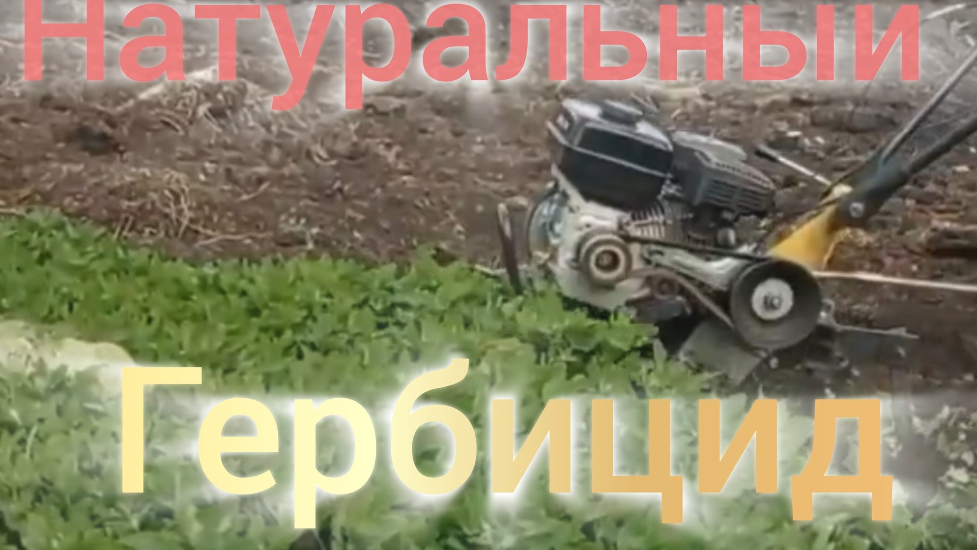 Мотоблок на скоростных шкивах для прополки сорняка . смотреть онлайн