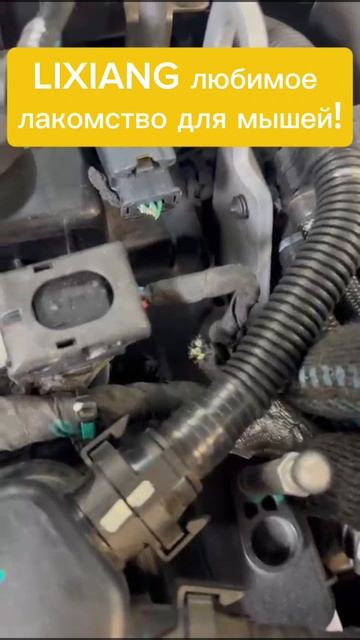 Lixiang - любимое лакомство для мышей! смотреть онлайн