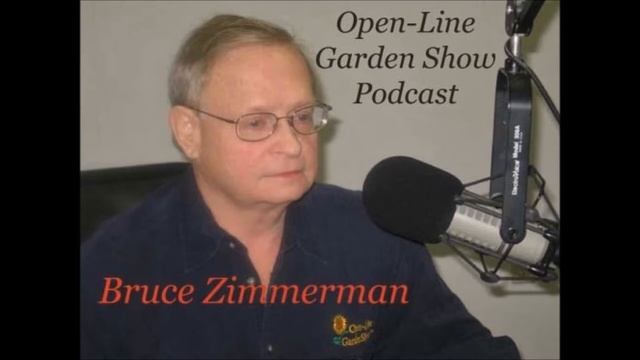 Verbascum & Veronica