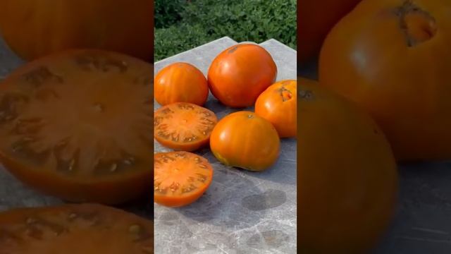 Семена почтой, купить на www.pomidorki.com.ua смотреть онлайн
