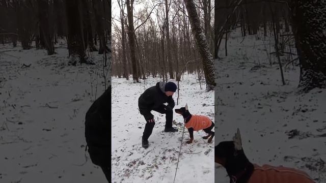 "МОИ ДОБЕРМАНЫ": МОЙ МЫШОНОК, возр. 3 мес. ПЕРВЫЕ ШАГИ, КОМАНДА "ДАЙ" смотреть онлайн