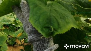 Собираю огурцы Герман, Родничок, Изумрудные серёжки и Тополек. 25.07.2023