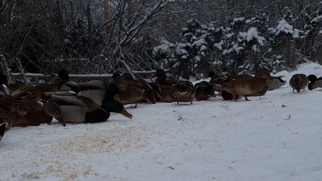 Эстония. Шоколадные орехи. Идем на дело. Шикарный Валасте. Мужские подарки. смотреть онлайн