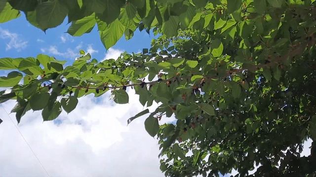 Нашел дерево шелковицы. смотреть онлайн
