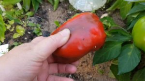 Сорт перца Агаповский в открытом грунте 02,09,2023