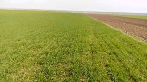 Школа оз пшеница предшественник озимая и эспарцет  осмотр