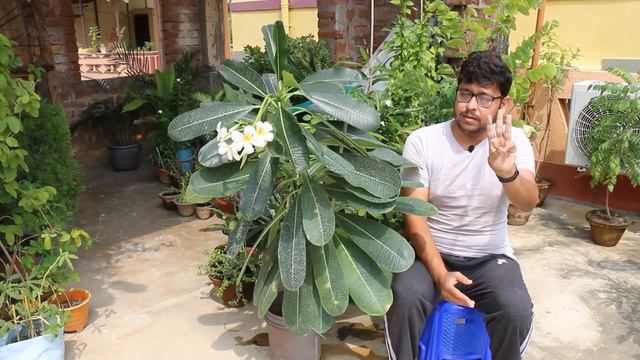 ছাদ বাগানে সহজ উপায়ে কাঠ চাঁপা / কাঠ গোলাপ গাছের সম্পূর্ণ পরিচর্যা - Plumeria Plant Complete Care !