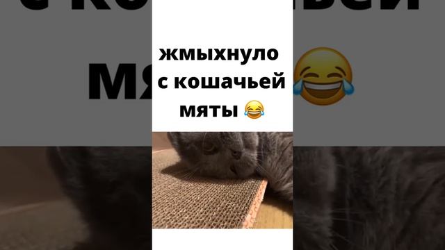 #Жмыхнуло с кошачьей мяты смотреть онлайн