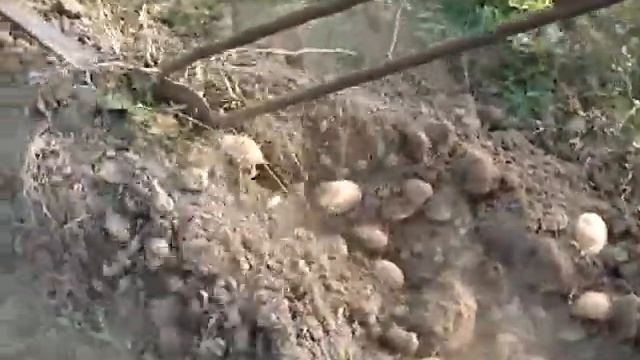 Картошка 2014 года смотреть онлайн