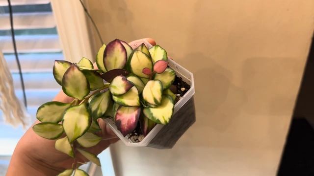 Hoya Heuschkeliana Variegata