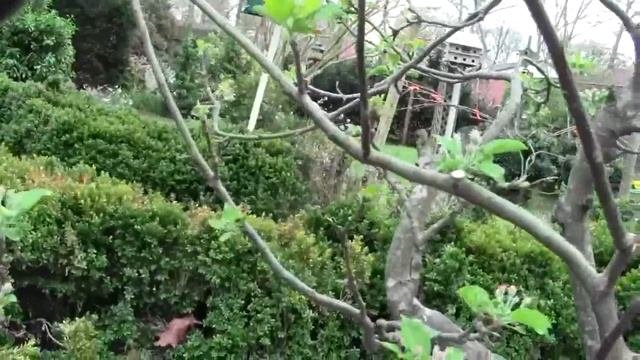TIPS ON APPLE TREE TIP PRUNING смотреть онлайн