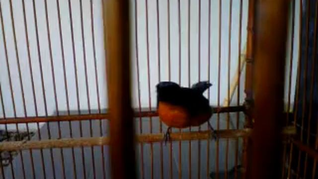 TL chia chio смотреть онлайн