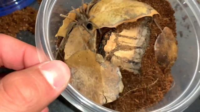 Jerusalem Crickets, Desert Tarantula, and a tiger centipede. Great idea right ?🤷♂️ смотреть онлайн