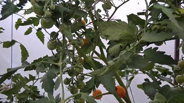 Волшебная арфа смотреть онлайн