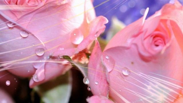 Футаж розовые розы для поздравления смотреть онлайн